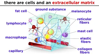 Types of Tissue Part 2: Connective Tissue