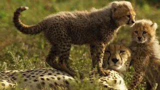 Cheetah Mother Reunited with Her Lost Cubs