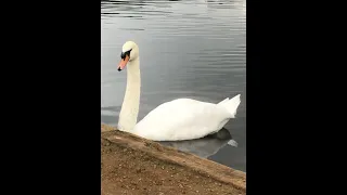 Beautiful swan and her cute children.🥰🥰🥰