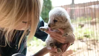 A kuvasz legnagyobb ellensége nem a betörő, hanem az előítélet | NLCafé