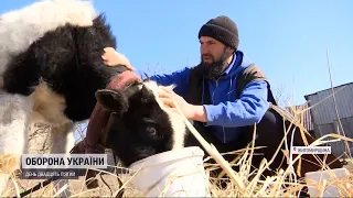 Чоловік з Ірпеня пішки дійшов до Житомирської області разом з коровами