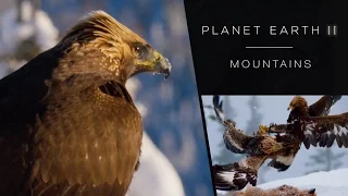 Golden eagle fight - Planet Earth II: Mountains Preview - BBC One