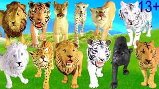 Big Cat Week 2020 - Zoo Animals - Tiger, Lion, White Lion, White Tiger, Jaguar, Cheetah, Panther 13+