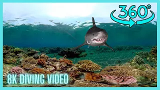 360 vr Diving with shark 8K underwater video