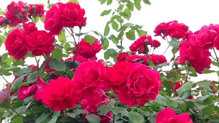 Shiuan's Rose Garden 2018.5.13 花園日記