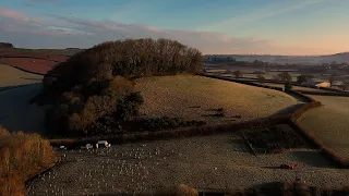 Planting trees for the planet