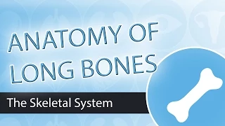 Gross Anatomy of Bone