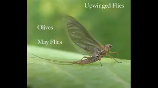 Blue Winged Olive Hatches - short educational video on upwing flys and how to target brown trout