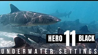 GoPro Hero 11 Black BEST Underwater Settings