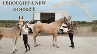 I FOUND MY DREAM PALOMINO HORSE!!!! Come & Bring him home with me!