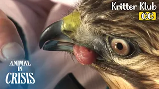 Как мальчик помогает раненому канюку снова взлететь l Animal in Crisis Серия 393