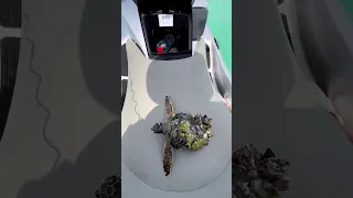 Kind man gently removes barnacles off sea turtle in Abu Dhabi