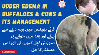 Udder edema in cow / buffalo || udder edema Diagnosis and its treatment || Edema || Dr Awais Sidhu.