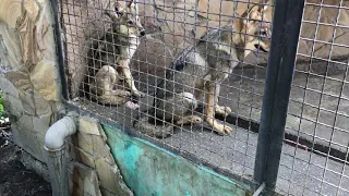 Волчья стая! Тайган. Wolf Pack. Taigan. Crimea