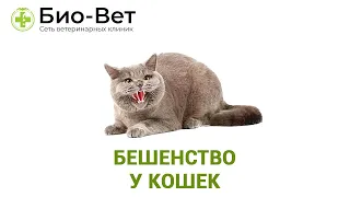 БЕШЕНСТВО У КОШЕК 😾 // Сеть Ветклиник БИО-ВЕТ