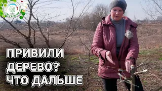 ОБЯЗАТЕЛЬНО СДЕЛАЙТЕ ПОСЛЕ ПРИВИВКИ ДЕРЕВА.  Уход за привитым деревом. Часть 4