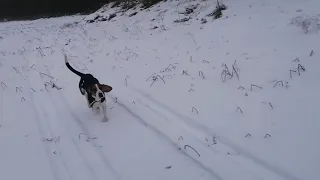 Натаскиваем эстонскую гончую на зайца/покатушки