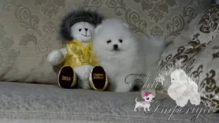 Белый щенок померанского шпица.White puppy pomeranian.www.elitdog.com