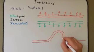 Chromosomal Inversions
