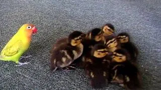 Lovebird and ducklings