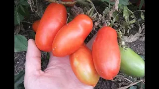 Урожайные сорта томатов/Сорт томата ГАСПАЧО/ Обзор и отзыв