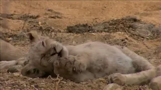 White Lions Nature Documentary