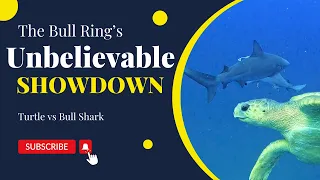 Unbelievable Showdown: Turtle vs. Bull Sharks!