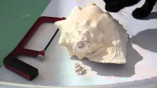 How to Make a Conch Shell Horn