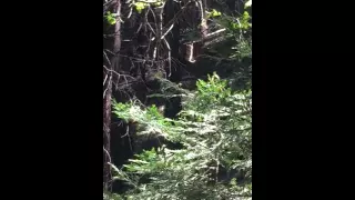 Heart Rock Trail Mountain Lion Encounter