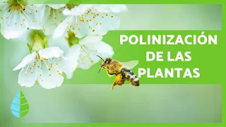 ¿Qué es la POLINIZACIÓN? 🌸🐝 (Definición y Tipos)