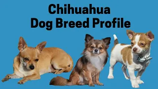 Chihuahua Dog Breed Profile