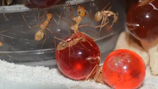 Moving My GOLDEN Honeypot Ants (Myrmecocystus mexicanus) Into A New Nest!