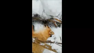 Охота на лис капканами. Немного из охоты окладом на волков. Видео от Артема, Свердловская область.