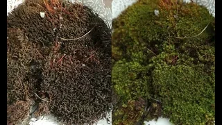 Unfolding moss- from Grey to Green