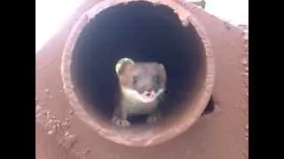 Горностай защищается / ermine protected