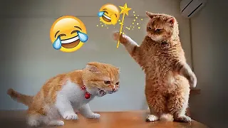 🐕🤣 You Laugh You Lose Dogs And Cats 😘🐱 Best Funny Animal Videos # 17