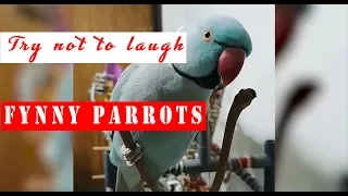 PARROTS GOING CRAZY - Try not to laugh