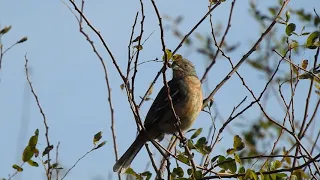 Cortarramas macho(Phytotoma rutila)"Rincón de los ciervos"Artigas-uy.