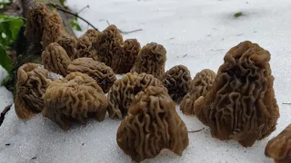 Якщо знаєш де ростуть гриби, і під снігом знайдеш