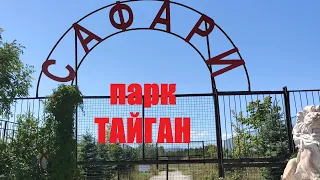 Львиные разборки. Парк львов Тайган. Крым, г.Белогорск. Август 2022.