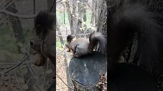 Белка зависла с орехом во рту. Squirrel hung with a nut in its mouth #squirrel #белка #shorts