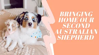 Bringing Home Our Second Australian Shepherd!