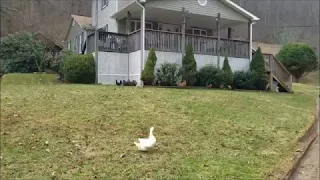 Hawk Alarm (for chickens)