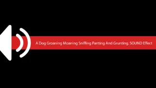 A Dog Groaning Moaning Sniffing Panting And Grunting SOUND Effect