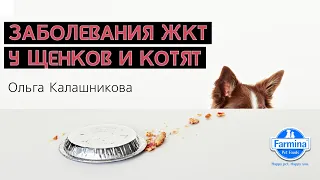 Заболевания ЖКТ у щенков и котят