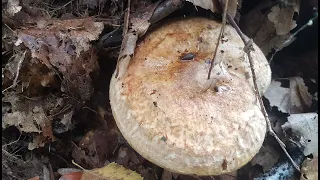 Смертельно ядовитый гриб Свинушка тонкая Paxillus involutus Часть 2