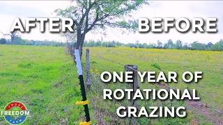One Year Of Rotational Grazing: The Results Of What It Will Do For Your Pastures