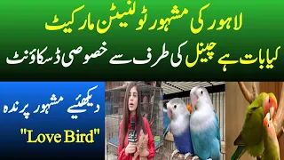 Famous Tollinton Market Lahore | Pet and Bird Market | Kya Baat Hai News Network