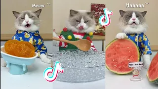 That Little Puff | Cats Make Food 😻 | Kitty God & Others | TikTok 2024 #39