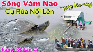 Bất ngờ Sông Vàm Nao, Cụ Rùa nổi lên cùng hàng 100 tấn cá vào bờ trú ẩn